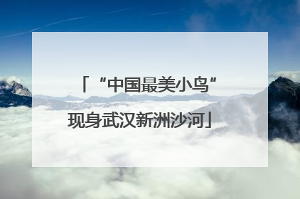 “中国最美小鸟”现身武汉新洲沙河